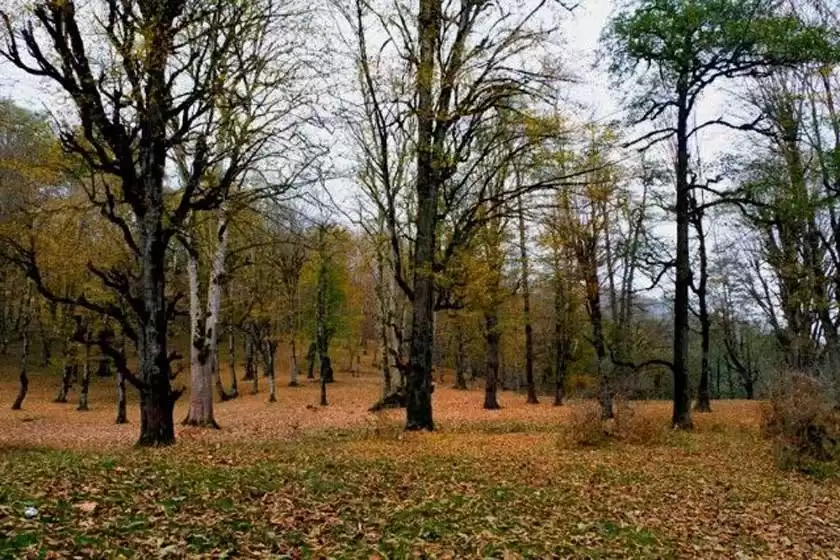 بوستان جنگلی صفارود رامسر