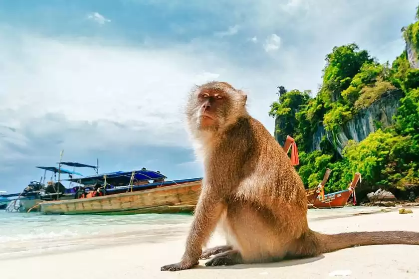 ساحل میمون