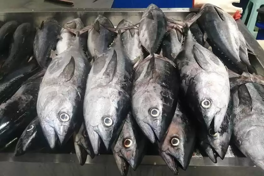 بازار ماهی فروشان بندر عباس