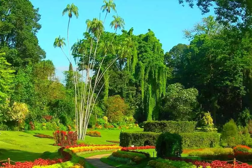 باغ گیاه شناسی سلطنتی پرادنیا