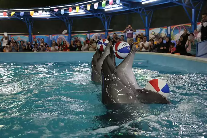 سرای دلفین های خوشحال