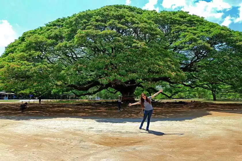درخت غول پیکر کانچانابوری