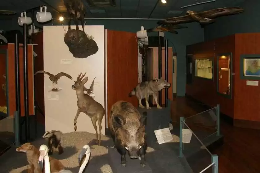 موزه تاریخ طبیعی نیس