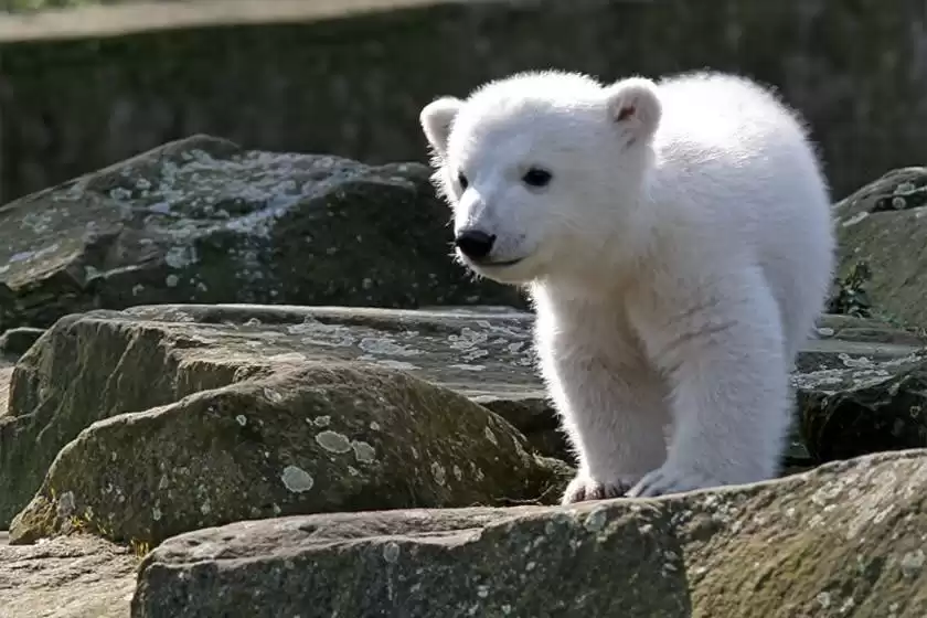 زیستگاه طبیعی خرس های قطبی کاکرن کانادا