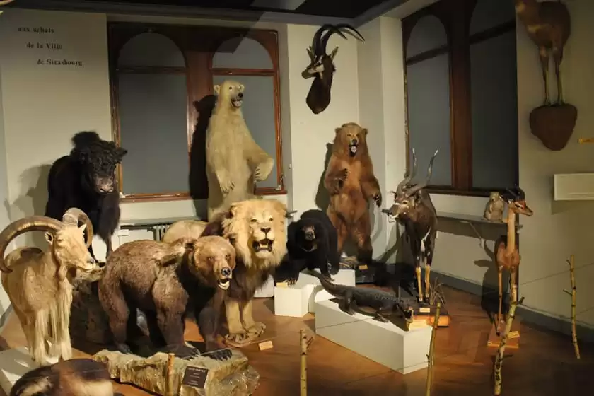 موزه جانورشناسی استراسبورگ