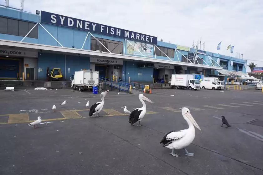 بازار ماهی سیدنی