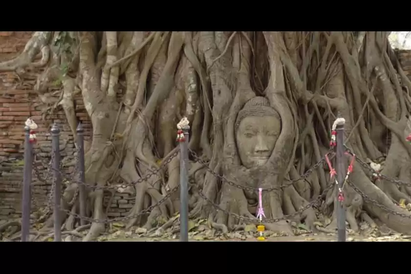 سر بودا درون درخت