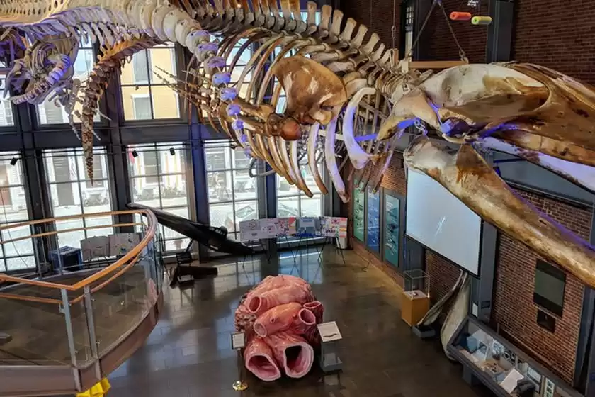 موزه صید نهنگ نیوبدفورد