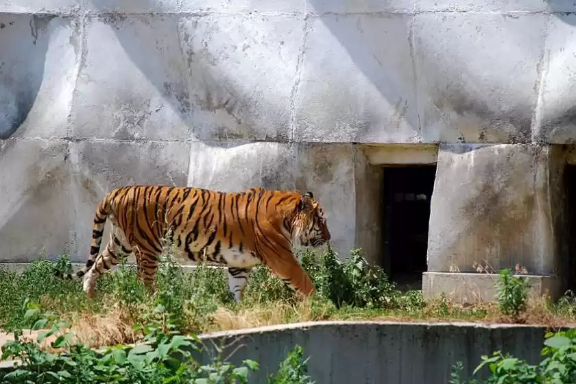 باغ وحش صوفیه بلغارستان