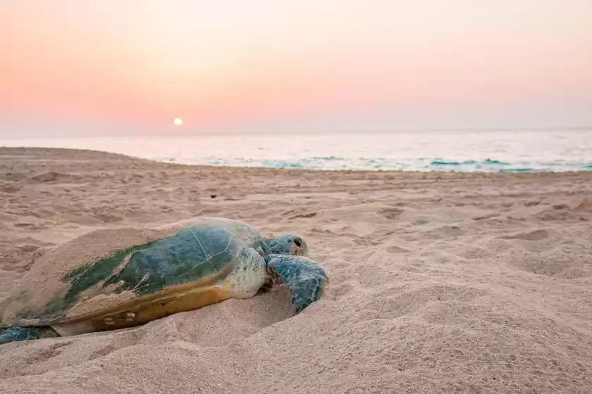 ساحل لاک پشت ها عمان