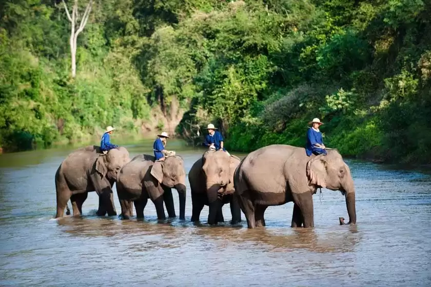 مرکز حفاظت فیل تای تایلند