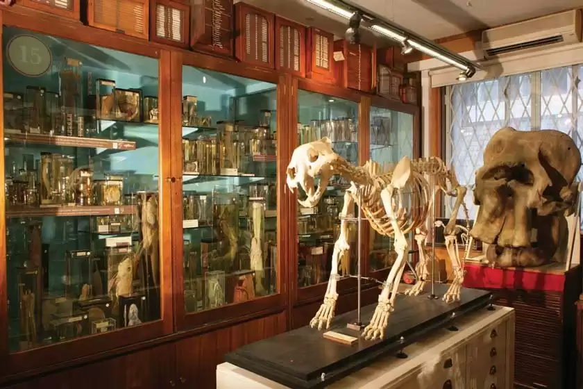 موزه جانورشناسی گرانت لندن