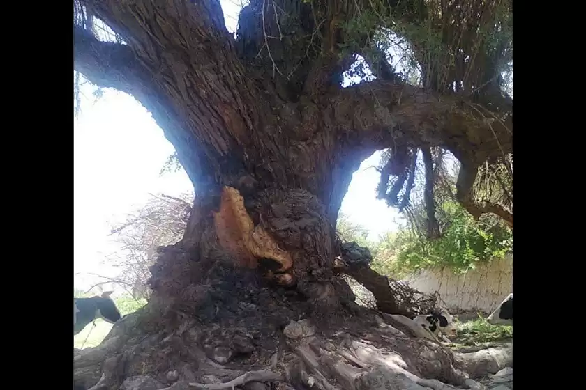 درخت پاچنار روستای گینکان