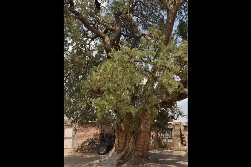 سرو کهنسال روستای کاج درخت